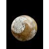 Ammonite 3,6cm – Morocco