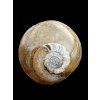 Ammonit 4,7cm – Marokko