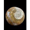 Ammonite 4,6cm – Morocco
