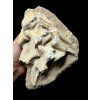 Obratle z hrudní části páteře Ještěr Dyrosaurus phosphaticus – Maroko