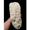 Jaw with Teeth of the Fish Enchodus lybicus – Morocco