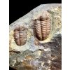 Trilobit Ellipsocephalus hoffi – Jince, CZ