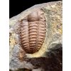 Trilobit Ellipsocephalus hoffi – Jince, CZ