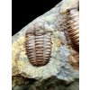 Trilobite Ellipsocephalus hoffi – Jince, CZ