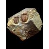 Trilobite Ellipsocephalus hoffi – Jince, CZ