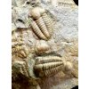 Trilobite Ellipsocephalus hoffi – Jince, CZ