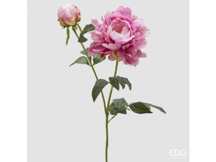 peony branch with leaves h79 c5