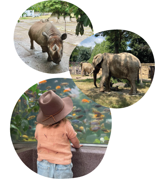 zoo-dvuur