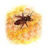 55897 2 099 propolis
