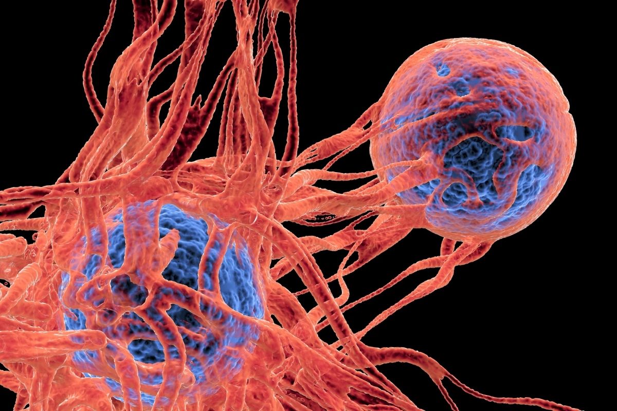 Cum a învins natura cancerul înainte de medicină Descoperiți paradoxul Peto și proteina P53