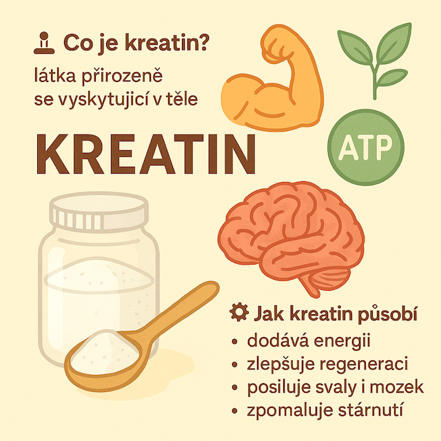 Kreatin – malá látka s velkou silou. Co všechno dokáže pro naše tělo?