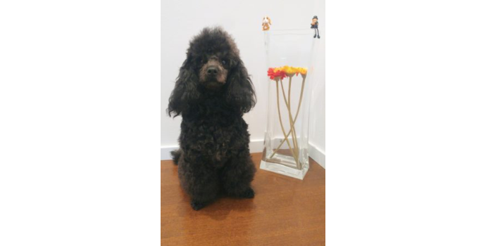 Canisterapie: léčba psí láskou pomáhá i unaveným dospělým