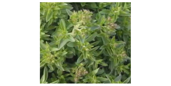 Bylinky pro dobré trávení