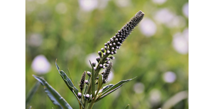 Bylinky při menopauze