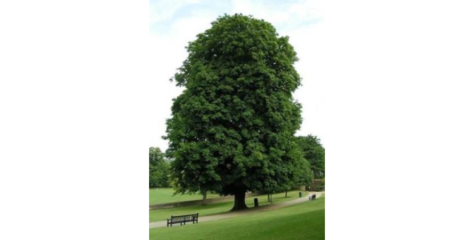 Aescin – látka dobrá na křečové žíly, hemoroidy, šlachy i vazy