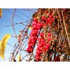 schizandra