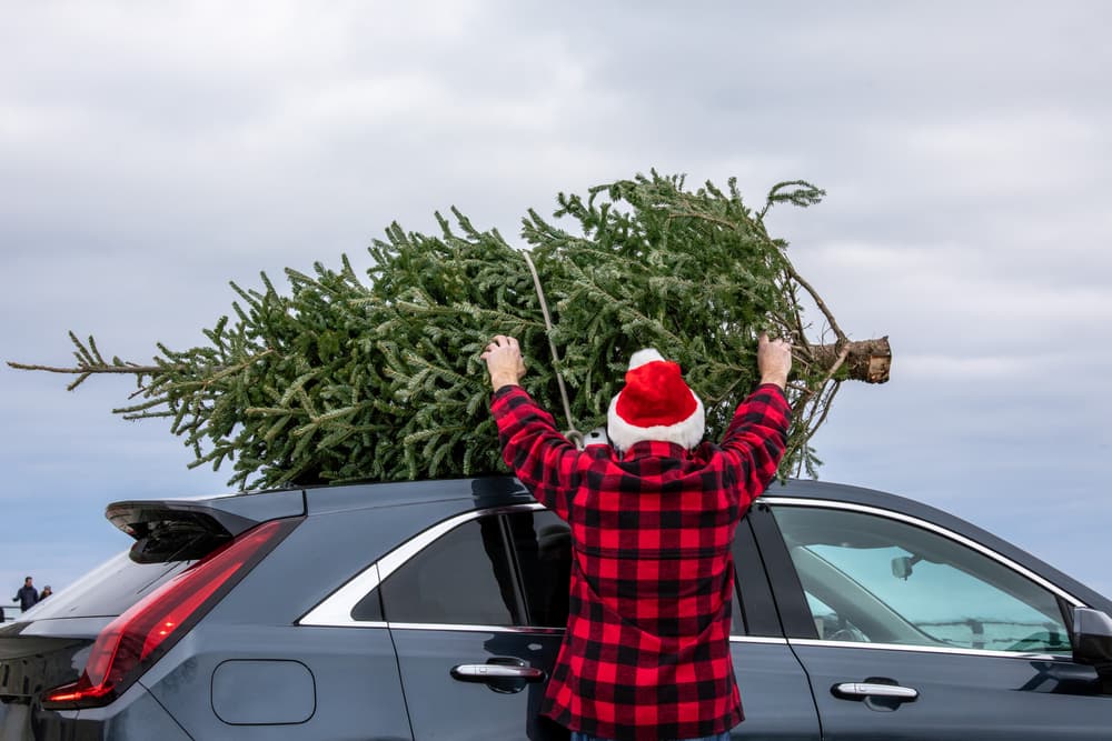 převoz vánočního stromečku na autě