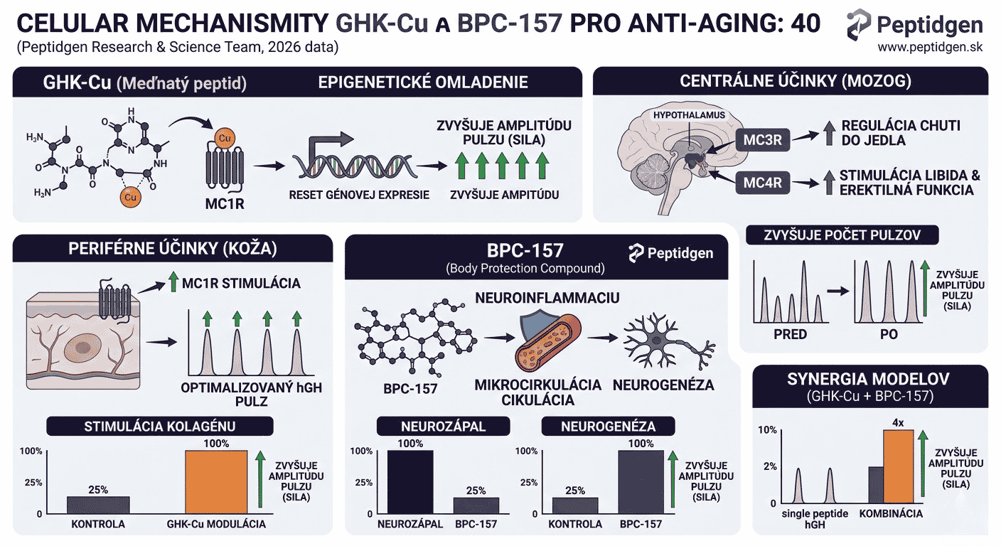 Peptidy a Anti-aging po 40-tke: Výskum GHK-Cu a BPC-157 | Peptidgen.sk