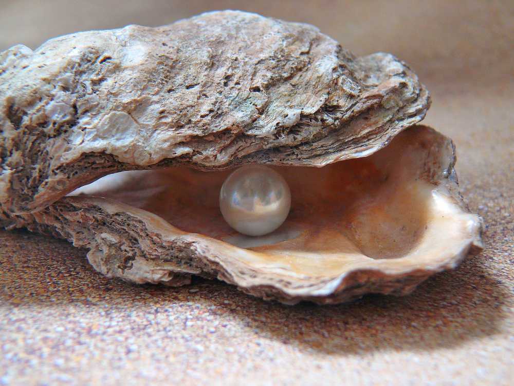 oyster_48
