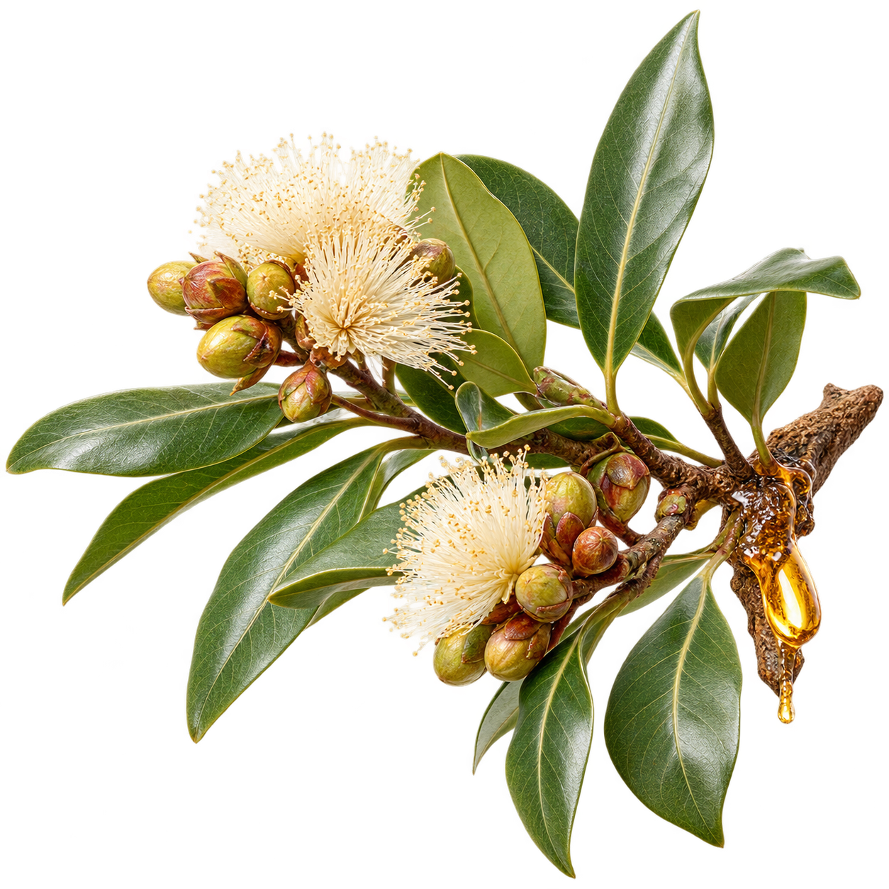 Candeia Tree Extract bisabolol