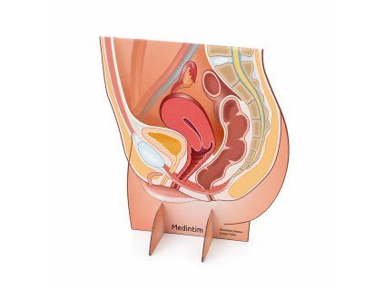 Pelvic display 2
