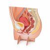Pelvic display 2