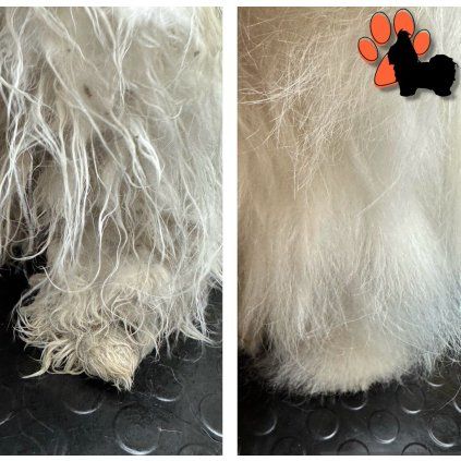 Pes Bez Dredů - Praktický workshop péče o srst psa