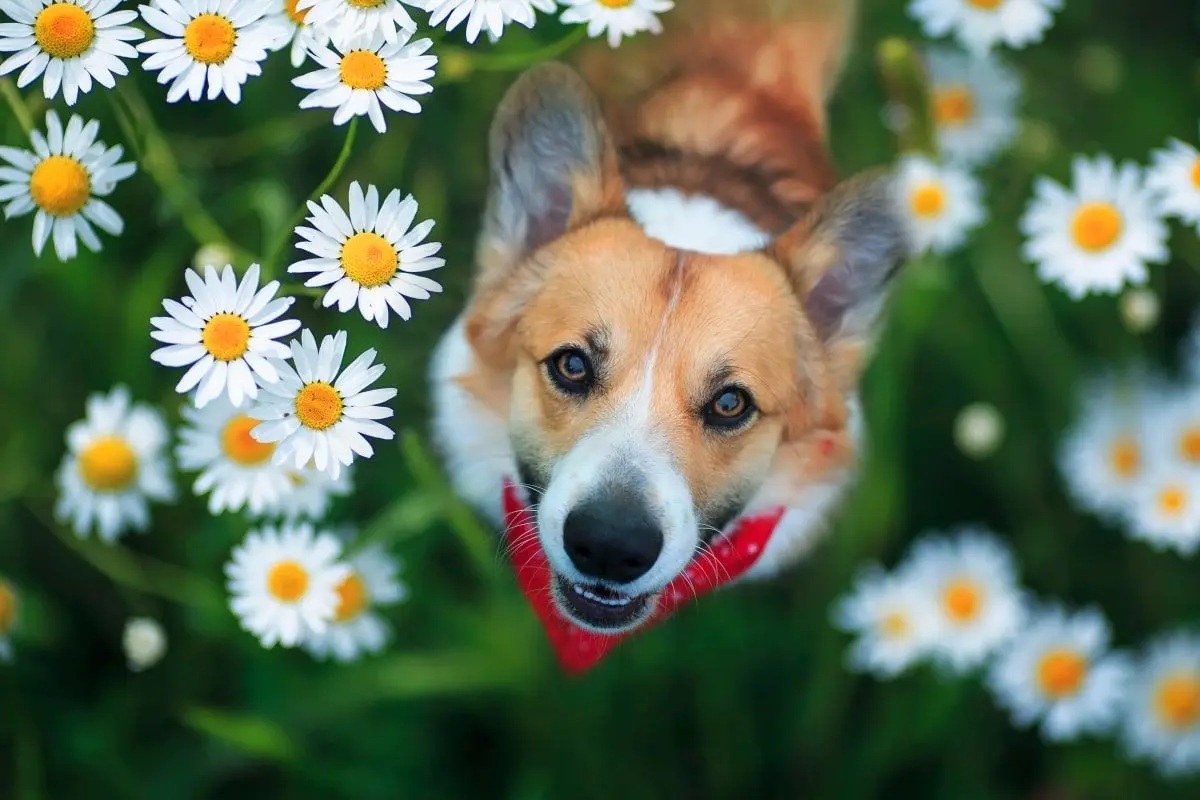 Jak připravit pejska na jaro 🐶🌷