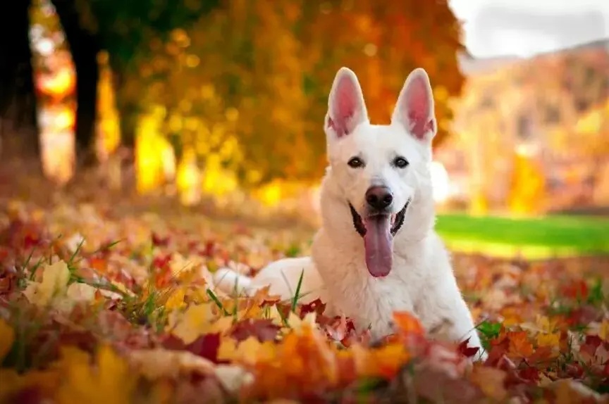 🐾 Jak připravit pejska na podzim? Praktické rady pro majitele