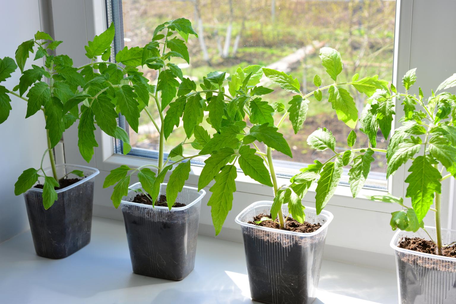 Předpěstování rajčat a paprik: jak začít správně a vyhnout se chybám