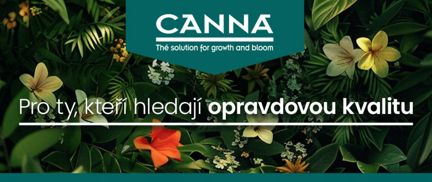 Canna