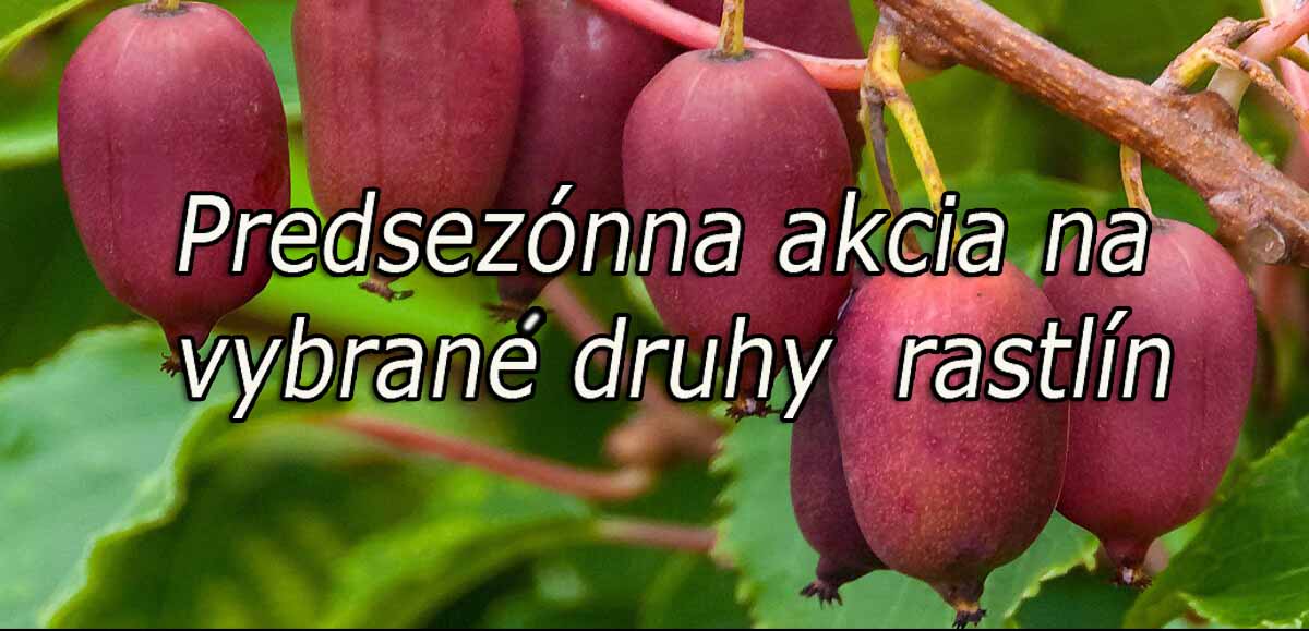 akcia