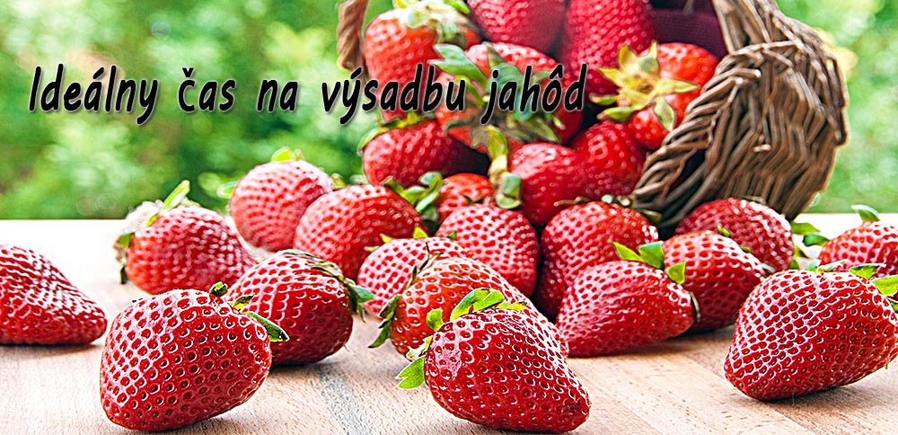 Jahody