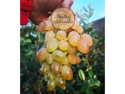St.Martin stolový vinič bezsemenný aromatický stredne neskorý kontajner
