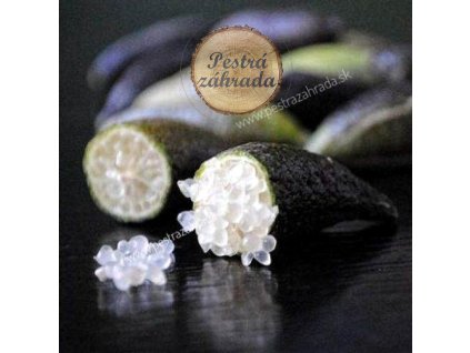 Limone caviale bianco Finger lime Microcitrus australasica Vaso 20cm 01 compress73