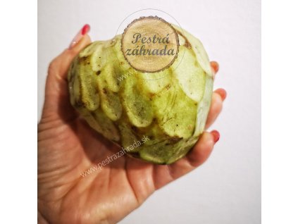 Annona cherimoya exotické chutné ovocie kontajner