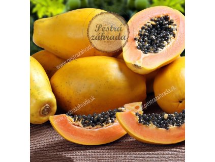 papaya plod final