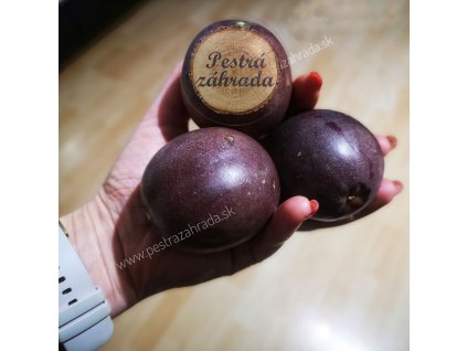 Marakuja mučenka jedlá (Passiflora edulis) exoticke ovocie kontajner