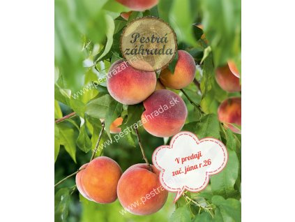 Broskyňa Fruteria® vysoko odolná kučeravosti samoopelivá kontajner