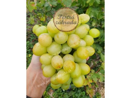 Talizman  biela stolová odroda s veľkými bobuľami