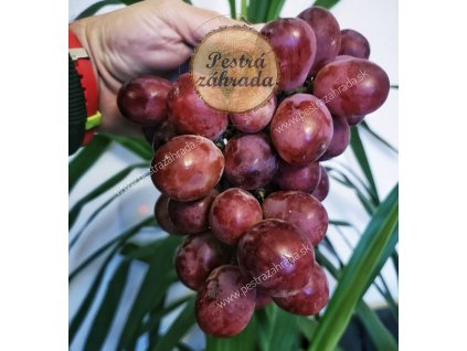 Red Globe vinič červená stolová odroda kontajner