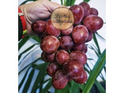 Red Globe vinič červená stolová odroda