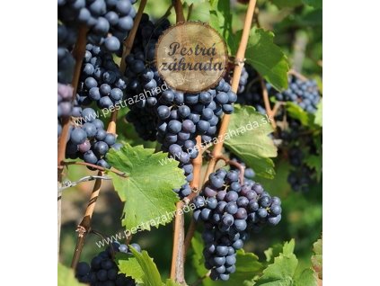 Hron – modrá muštová odroda voľnokorenná