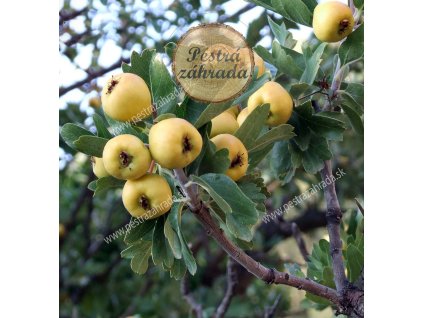 hloh stredomorsky žltoplodý