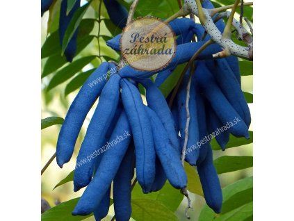 decaisnea plod final