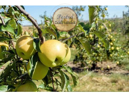 golden delicious 2 m