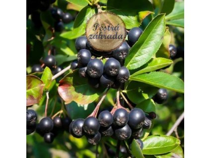aronia nero