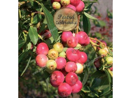 pink lemonade final