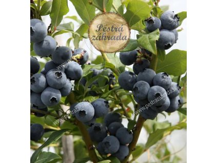 hortblue