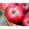 Jabloň Jakubka červená letná tradičná odroda kontajner